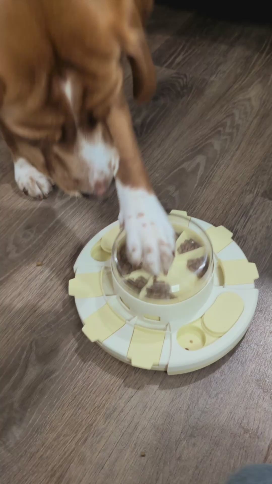 Load video: Real dogs using SmartDish to slow down and stay engaged during mealtime.